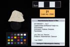 Foto (Objekt + Etikett) von Cretatrizocheles doerflesensis (Fraaije et al., 2019)  (NHMW-GEO-2017-0093-0011)